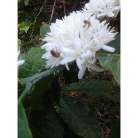 

HOT SALE!! (ige-597) Madu Multi Flora 1kg