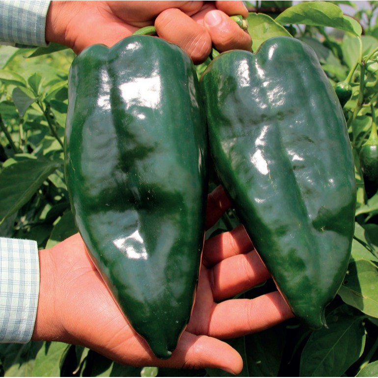 BS-BYL Bibit Cabe Hias Pelangi Benih Tanaman Sayuran Cabai Carolina Reaper Merah Bolivian Rainbow Katokkon Numex Giant Raksasa Sweet Italian Ungu Hitam-CH ANCHO POBLANO
