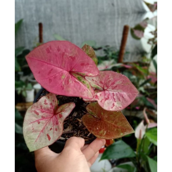 caladium raspberrymoon keladi raspberrymoon anakan caladium raspberry moon