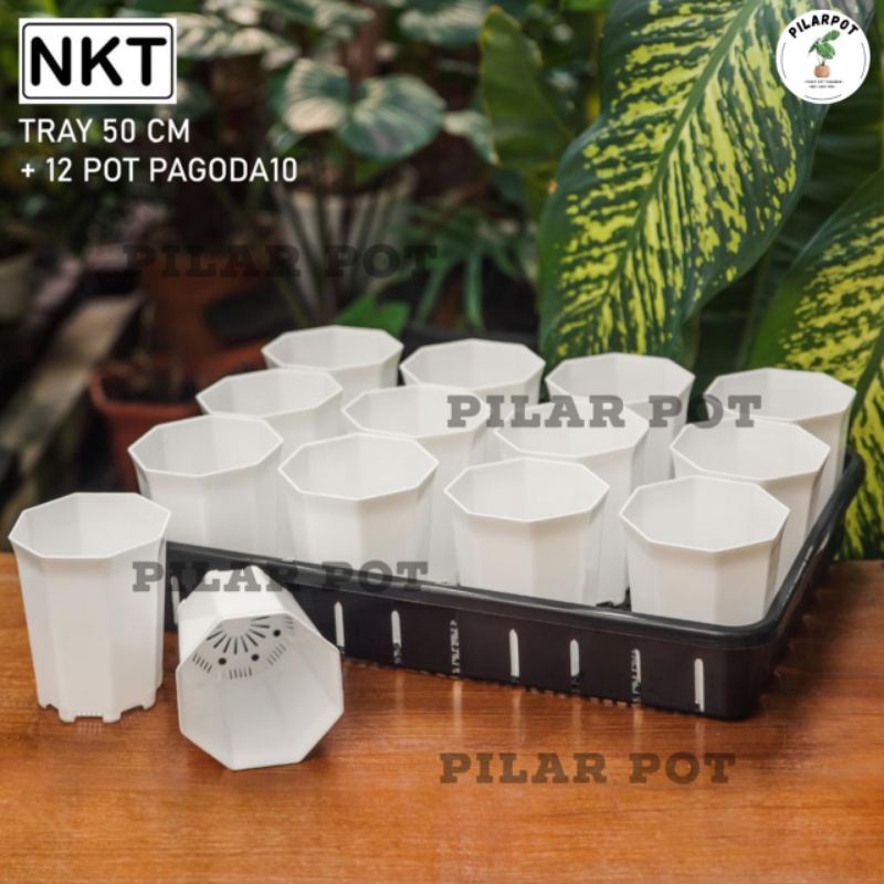 1 SET TRAY + 12 POT PAGODA 10 PUTIH TRAY NKT 50CM | TRAY SEMAI BIBIT