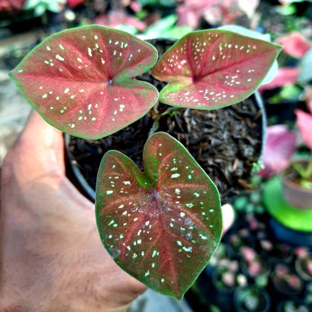 Promo Caladium D O H Deep Of Heart Shopee Indonesia