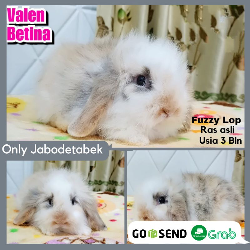 KELINCI JINAK FUZZY LOP HEWAN PELIHARAAN BERKUALITAS FUZZYLOP SEHAT BERSIH RABBIT BUNNY