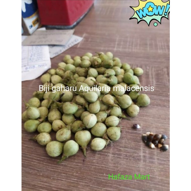 

Biji gaharu Aquilaria malacensis unggul. paket biji berkulit