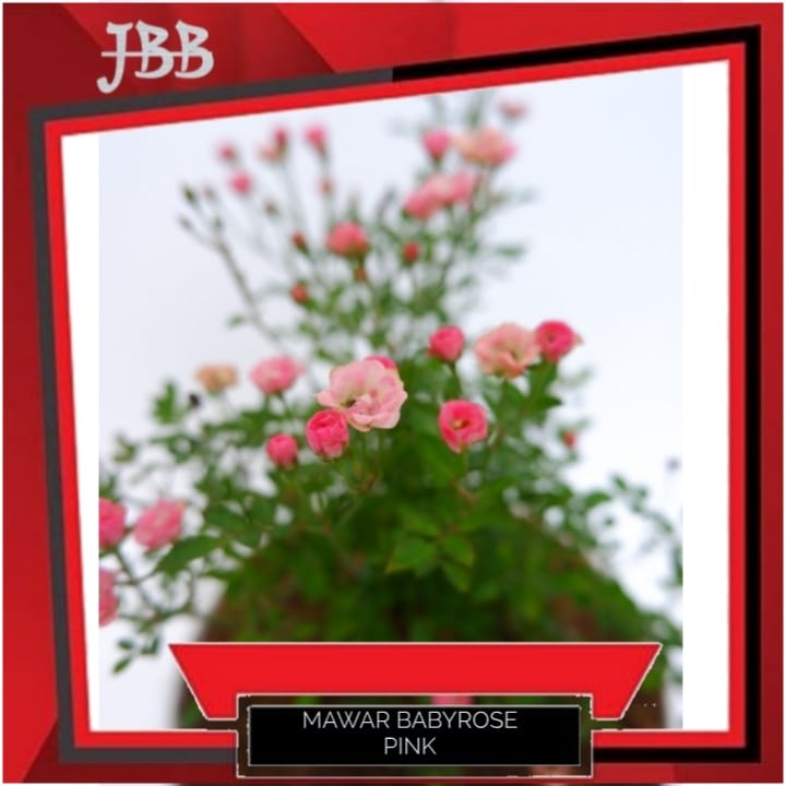 Tanaman Mawar Babyrose Pink - Bunga Mawar Baby - Mawar Mini