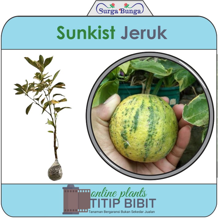 tanaman bibit buah jeruk Sunkist varigata