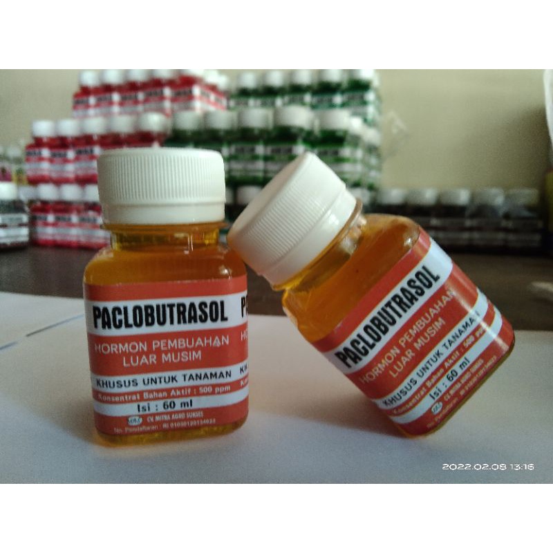 Paclobutrasol HORMON PEMBUAHAN LUAR MUSIM ZPT Zpt zpt