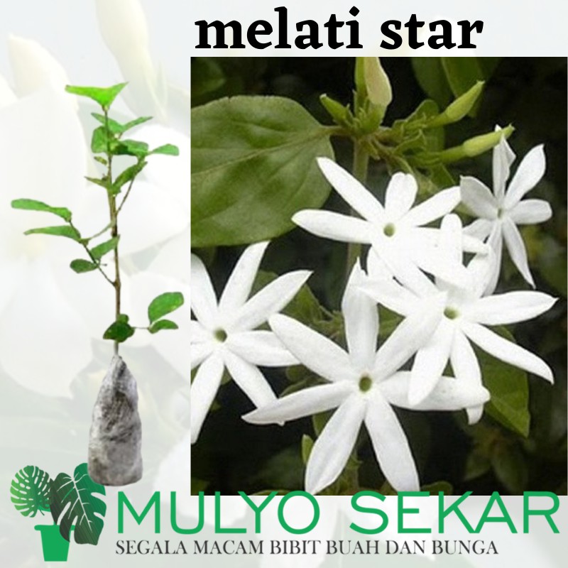 Tanaman Hias Bunga Melati Bintang / Star Jasmine - Melati Wangi