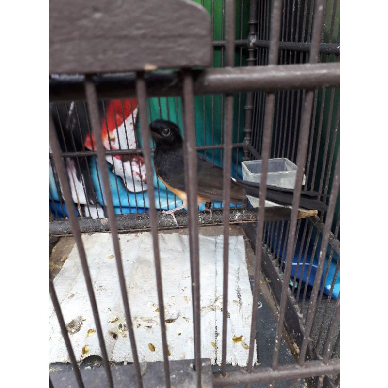 Murai Batu betina siapan non gembung