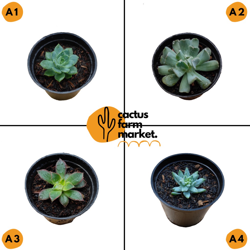 Kaktus Mini Sukulen bebas pilih