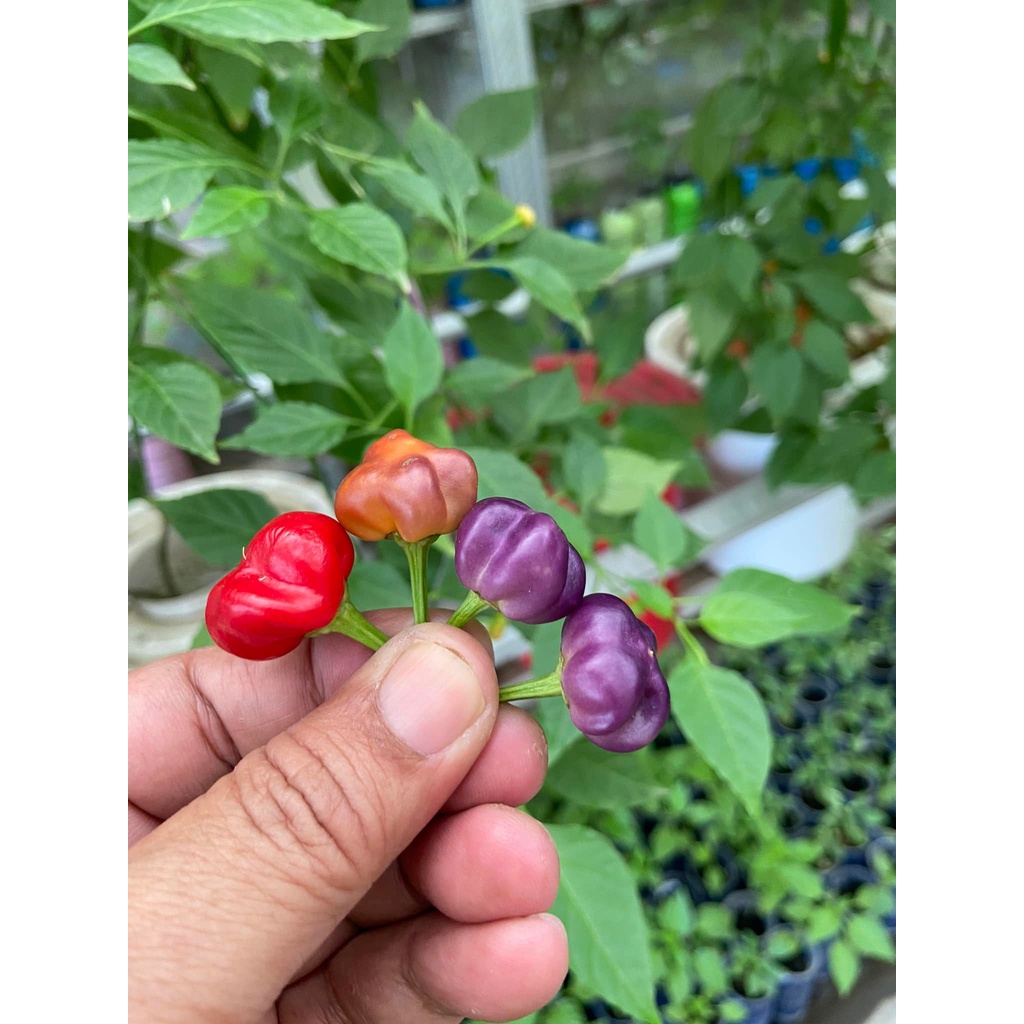 Benih Bibit Biji - Cabai Purple Pumpkin Cabe Labu Pelangi Rainbow Pepper Seeds