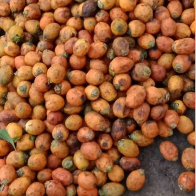 Pinang betara - 1 paket isi 100 buah