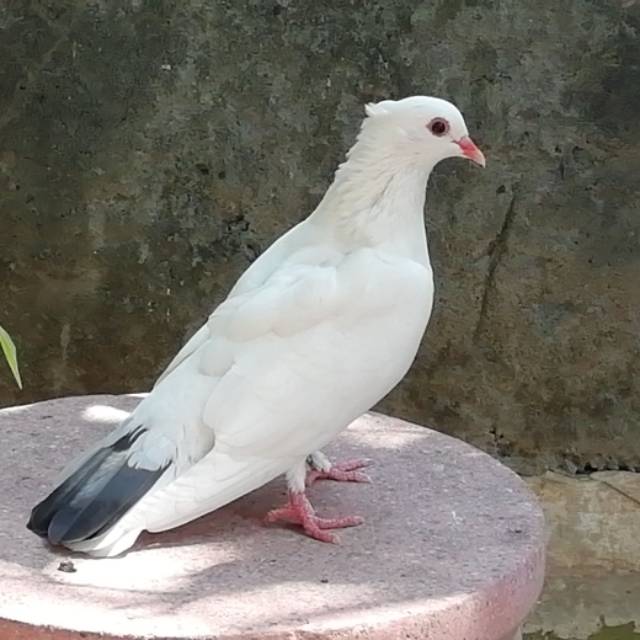 Burung Merpati Dara Kipas Mulus Pengantin Pernikahan Goreng