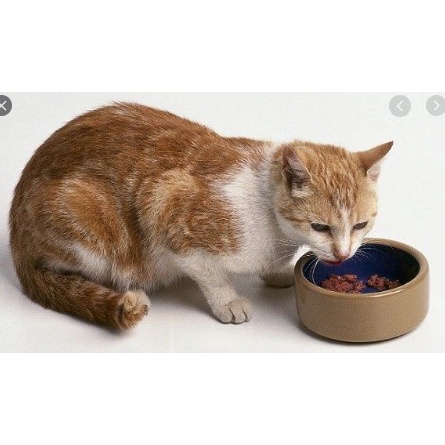 MAKANAN KUCING DEWASA ADULT ORI CAT FOOD