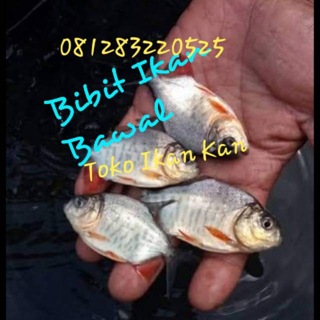 Bibit ikan bawal