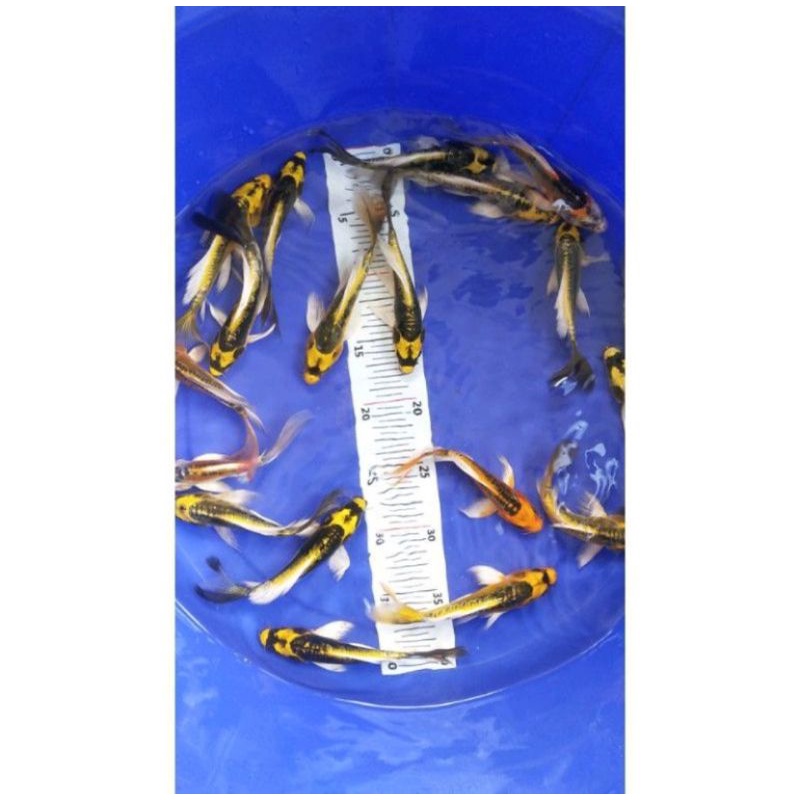 ikan koi metalik slayer Kabuto size 15 cm