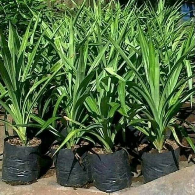 Pohon Pandan Wangi - Bibit Tanaman Pohon Pandan Wangi