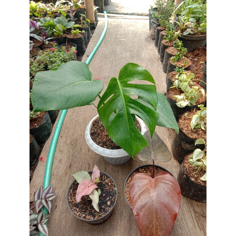 paket bunga, monstera king, syngonium pink, black khamerun