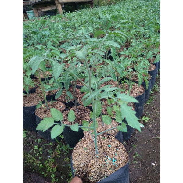 bibit Tomat bulat merah - tomat bibit -tanaman tomat murah