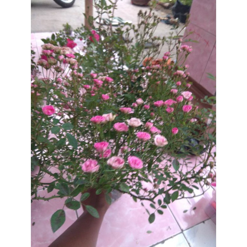 mawar baby minion jumbo