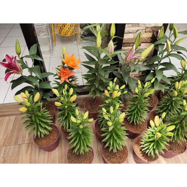 bibit bunga lily casablanca