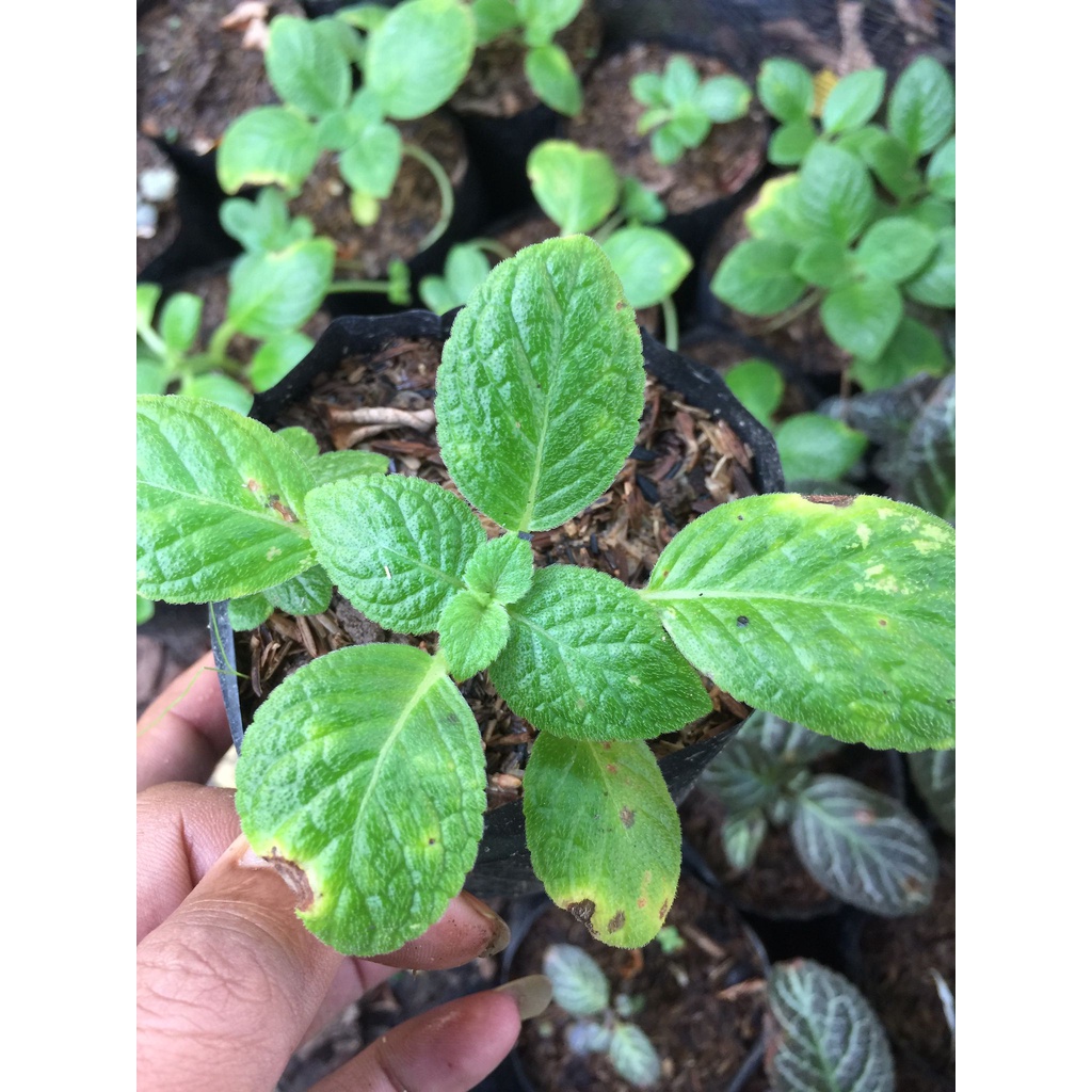 Tanaman Hias/Episcia Import Trpical Topaz bunga kuning