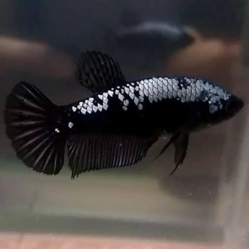 ikan cupang black samurai