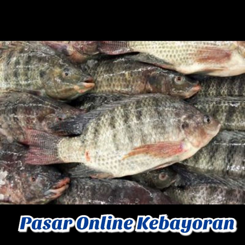 

Ikan Mujaer Segar - 1Kg ( JABODETABEK )