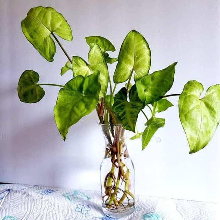 New Tanaman Hias Air Yang Unik Tahan Di Indoor Syngonium Podophyllum Shopee Indonesia