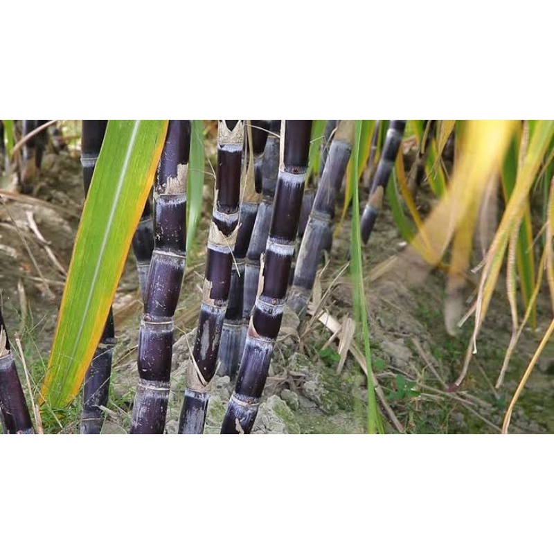 TEBU HITAM/ BISA TANAM/ TEBU WULINGL/ OBAT PENANGKAL