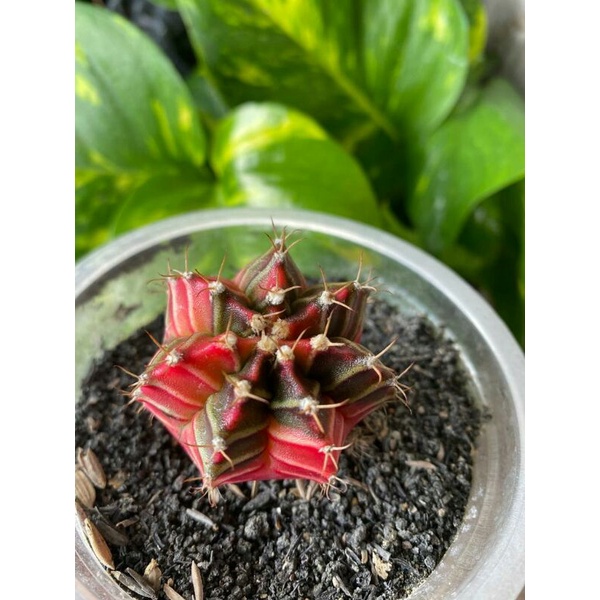 Kaktus Gymno Miha / Milo / Starfire M3 d4cm