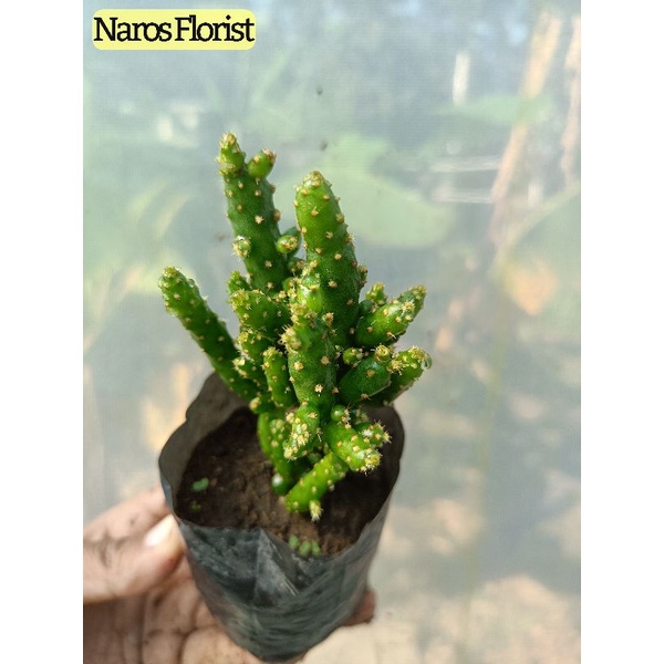 Kaktus Opuntia tuna monstrusa