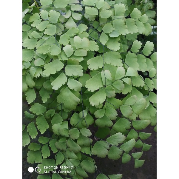 SUPLIR/ pakis suplir