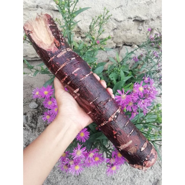 

Akar Singkam Holat Cingkam Kelat 1000gram