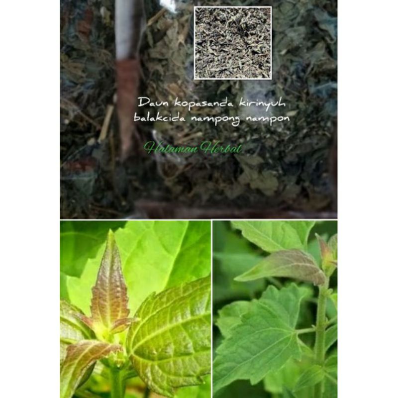 

herbal daun kopasanda kirinyuh balakacida kering
