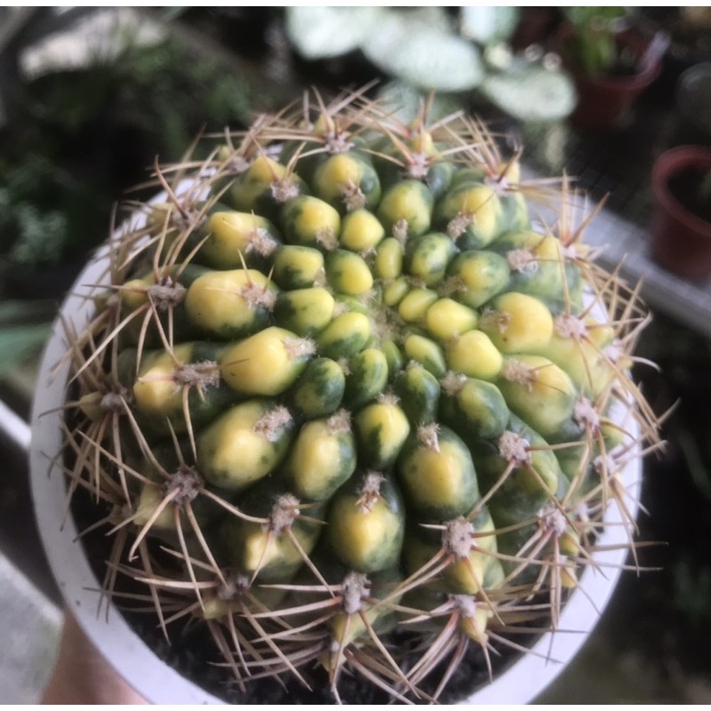 Gymnocalycium Baldianum Varigata