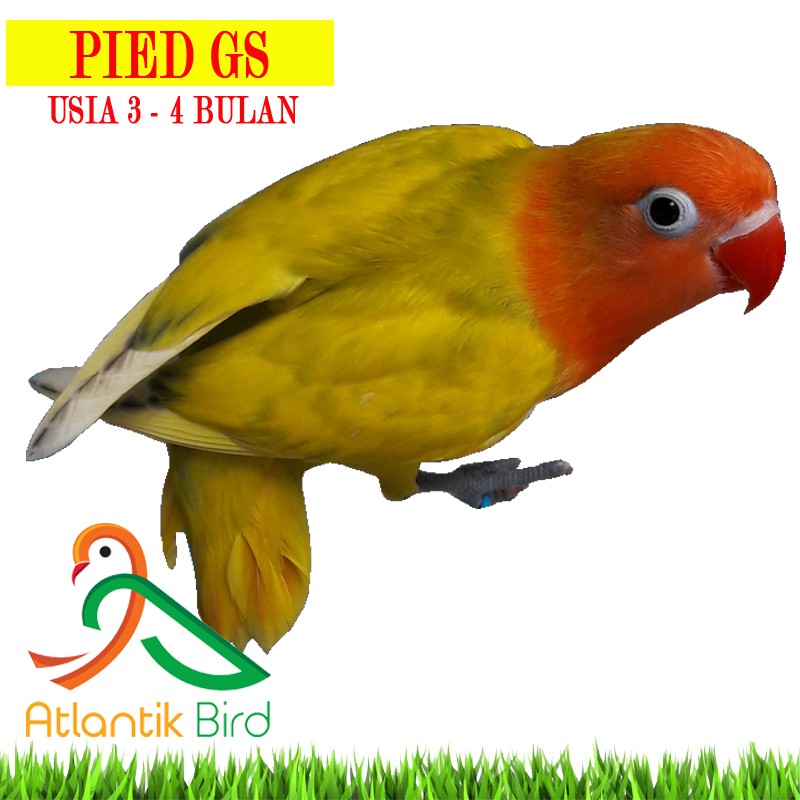 Burung Lovebird Pied Gs 2 5 3bln Update Stock By Wa Only Grab