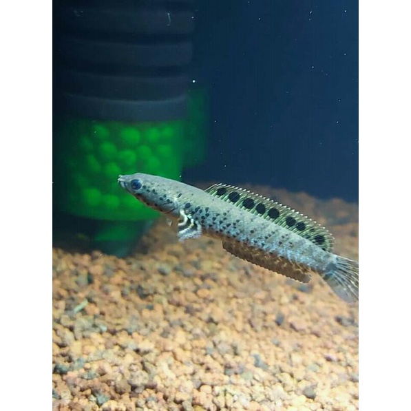 Baby Orna Yellow Lips Garansi 100% Orna 4-5cm