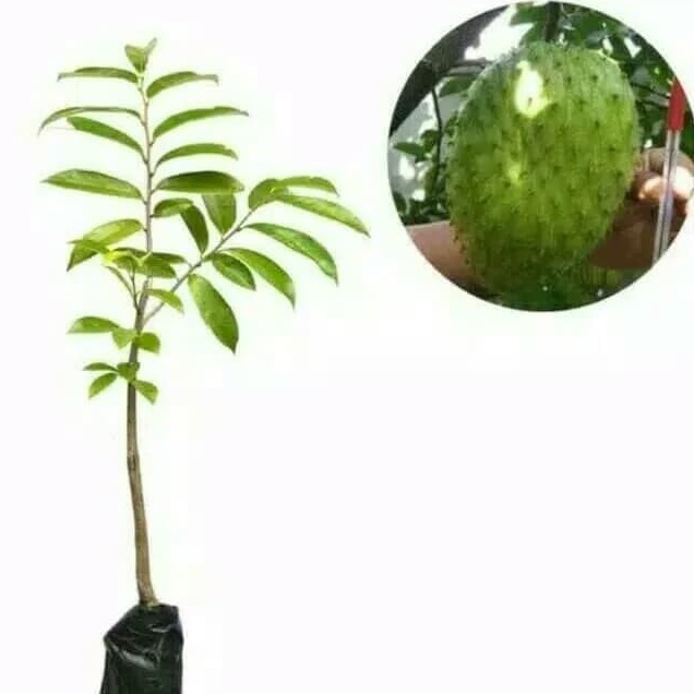 Paket 3 bibit tanaman buah sirsat madu - Bibit Buah