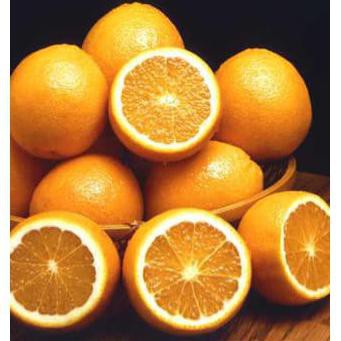 benih/bibit/biji jeruk valencia orange