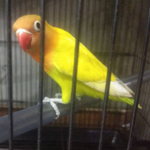 Love Bird Lovebird Paskun Balibu Shopee Indonesia