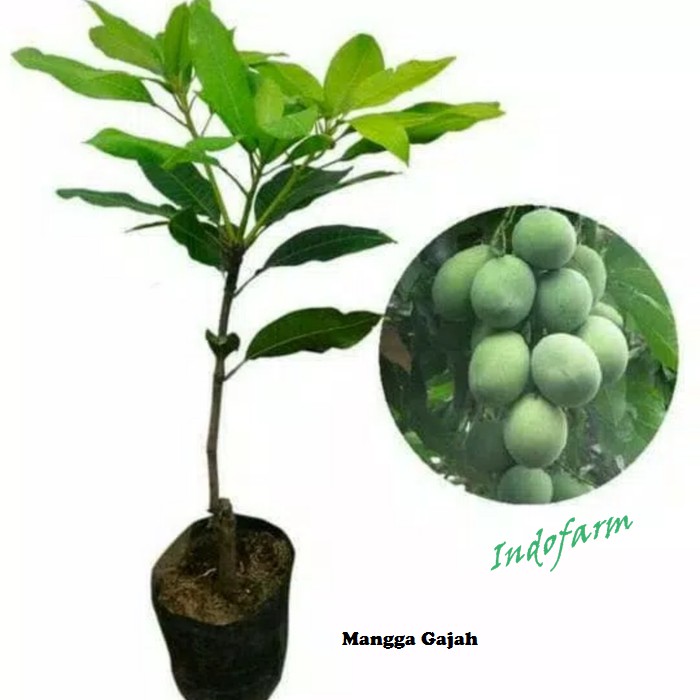 Tanaman Buah Bibit Mangga Gajah