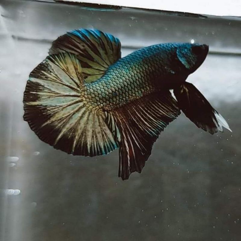 HMPK COPPER (REAL PICTURE OR VIDEO)