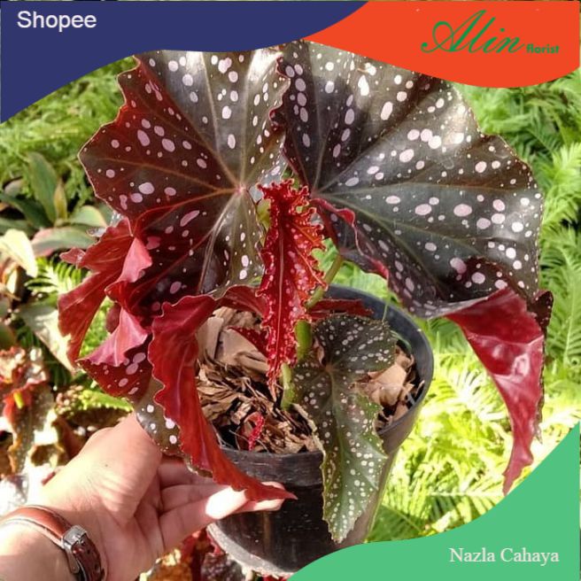 Tanaman hias begonia mocca/pohon begonia murah/tanaman hias hidup/tanaman hias hidup murah