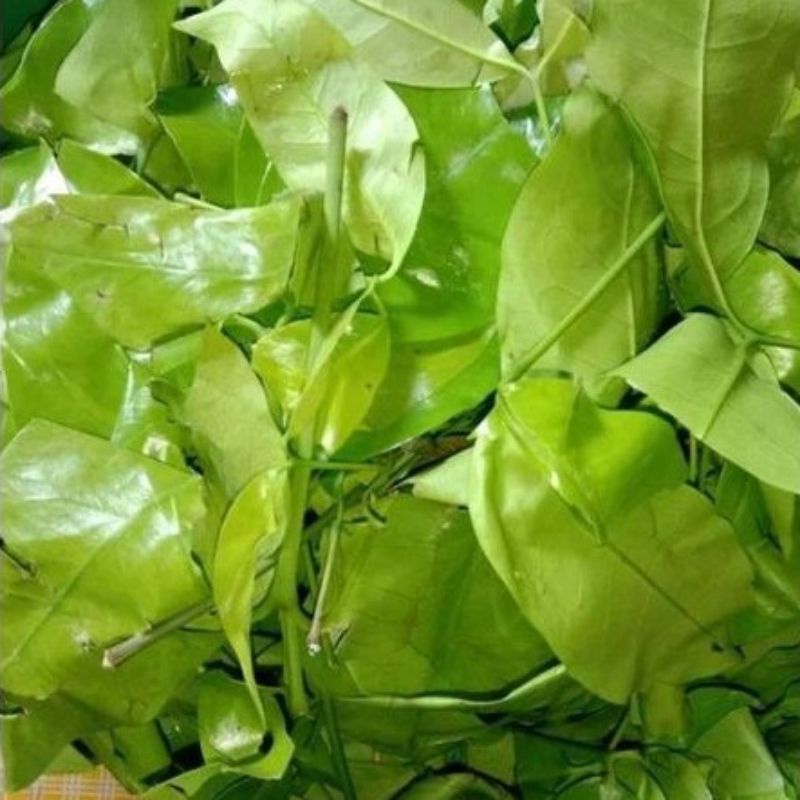 

DAUN MELINJO MUDA SEGAR 100g