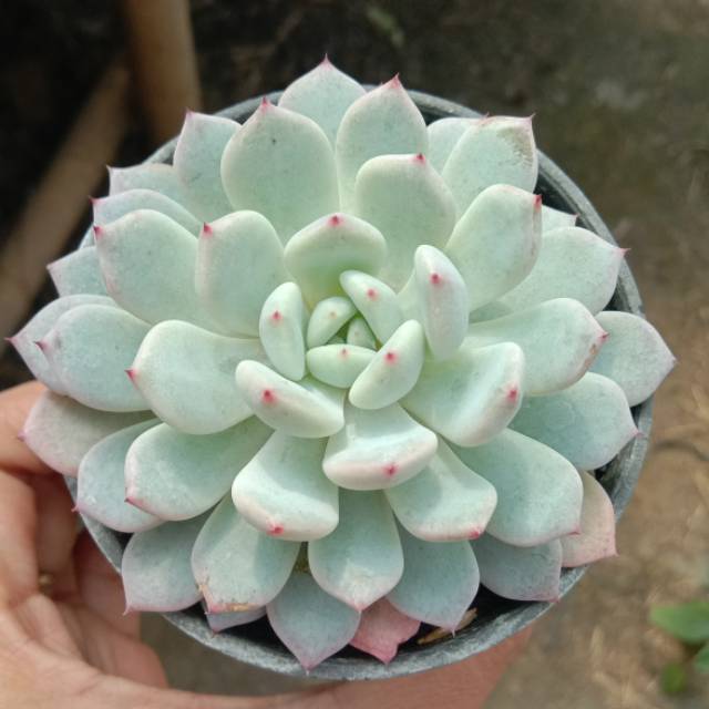 Kaktus Sukulen Echeveria Biante 'Viyant'