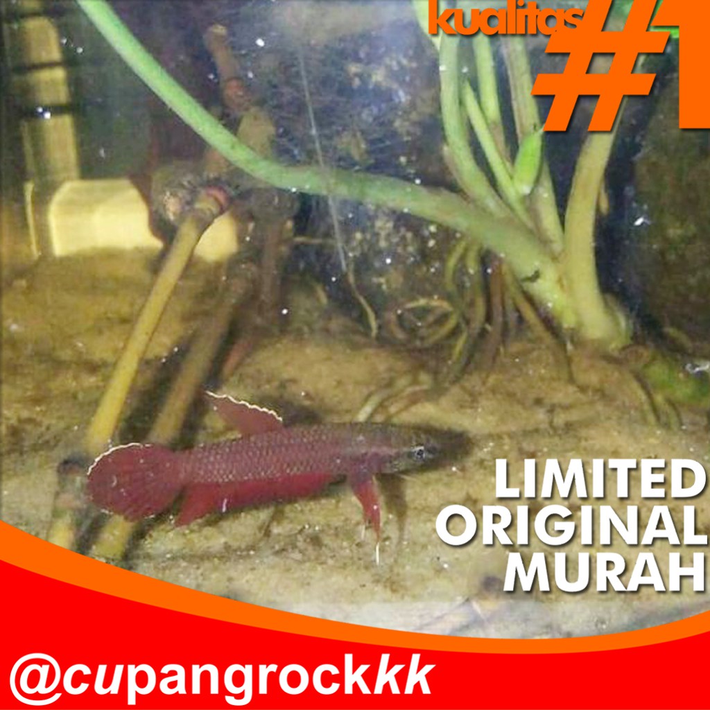 CUPANG ALAM API API WILD BETTA