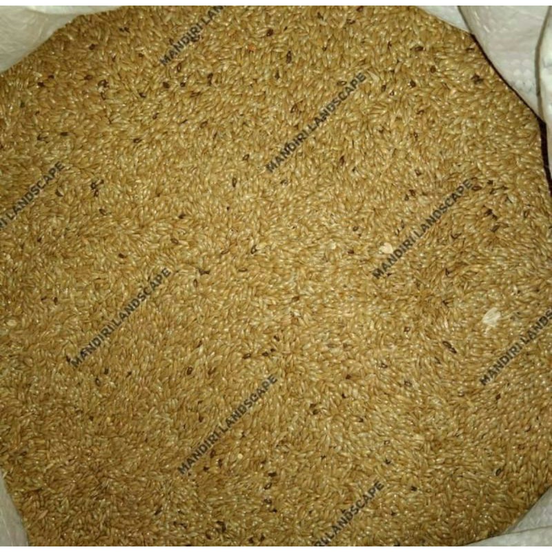 Biji Rumput Gajah Mini 1 Kg - Benih Bibit Rumput Gajah Mini