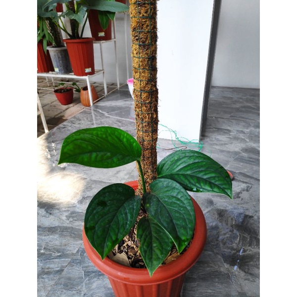 Monstera Pinnatipartita Pinatipartita