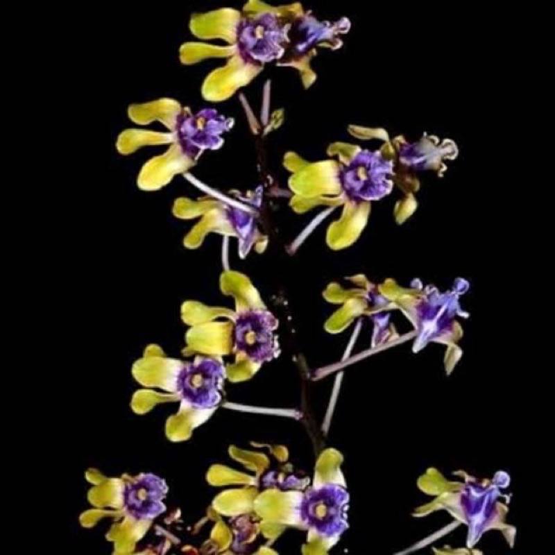 Anggrek Dendrobium Violaceoflavens sp | Anggrek Besi Papua Bunga Cantik | Anggrek Seedling