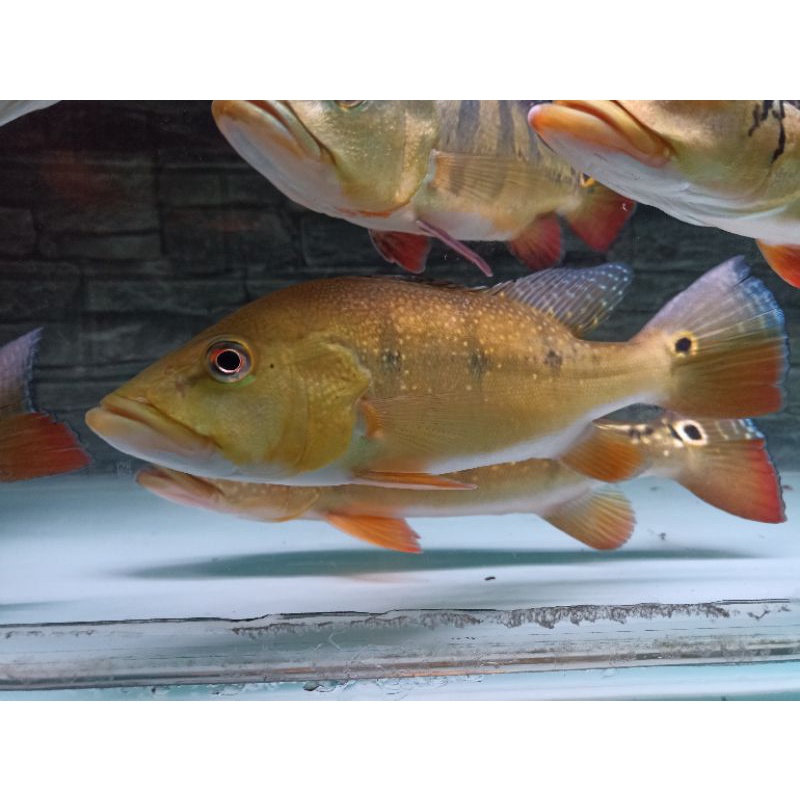 pbass xingu 23cm khusus ojol